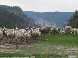 Troupeau de brebis sur la Jonte