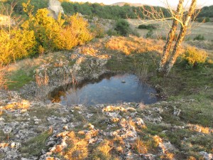 lavogne dorée au crépuscule naissant