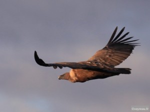 Vautour