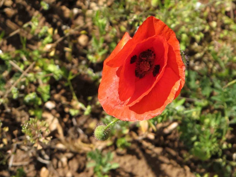 Coquelicot du Causse Noir