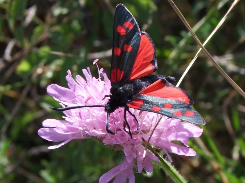 Papillon rouge