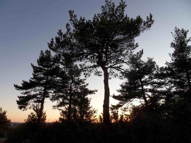 Pins au crépuscule