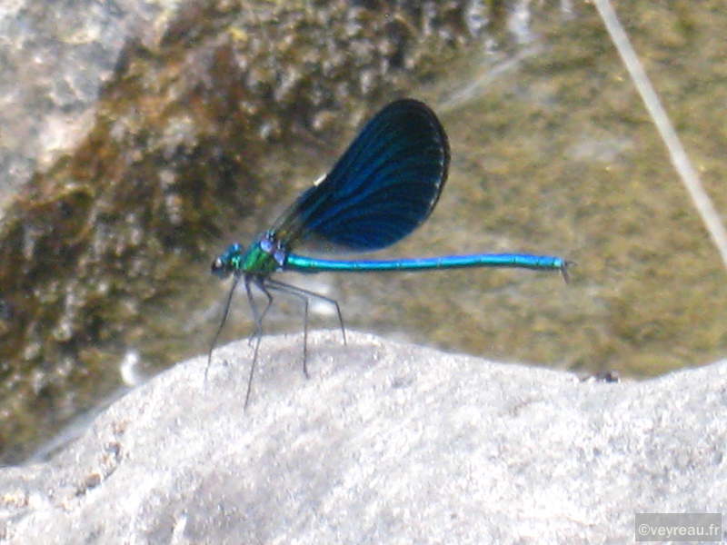 Libellule
