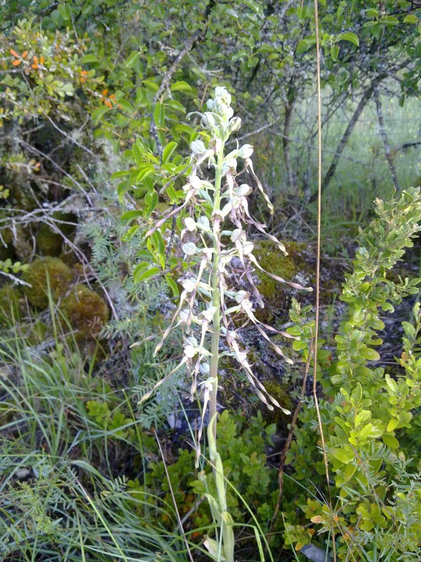 Orchidée sauvage