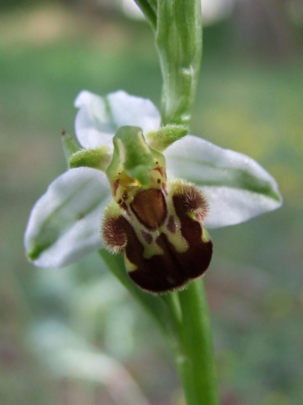Orchidée albinos