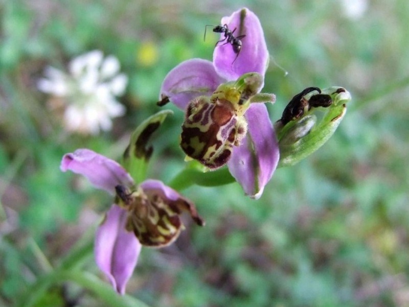 Une orchidée "habitée"
