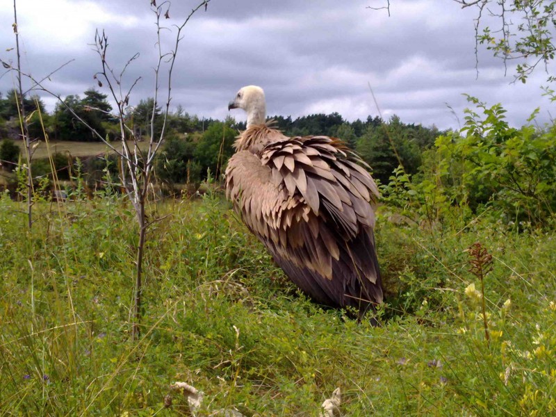 Vautour échoué, bien moins élégant qu'en vol !!