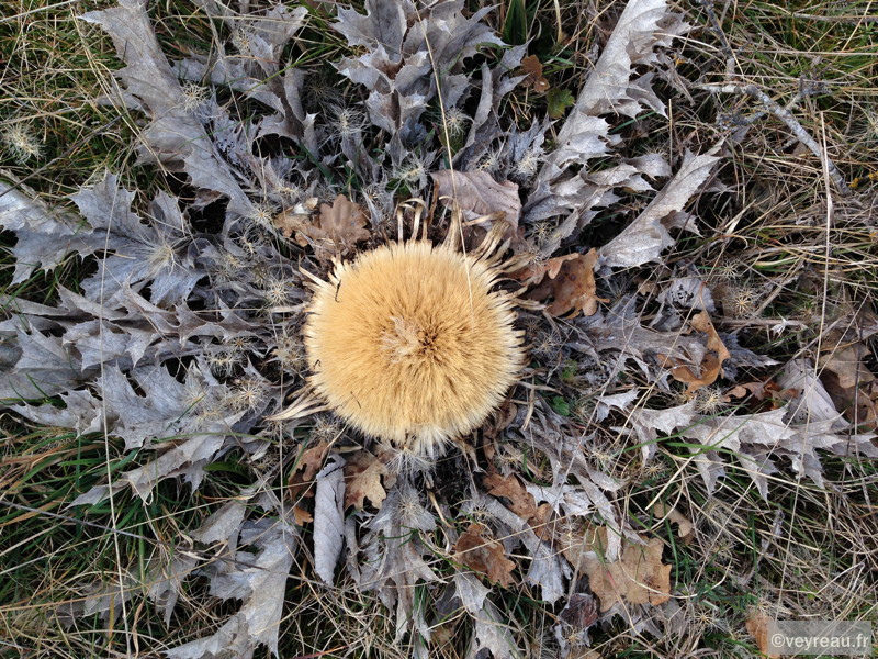 Une cardabelle sechée par l'hiver